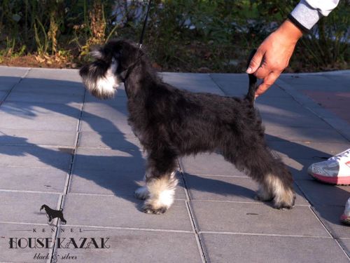 miniature schnauzer patuljasti snaucer